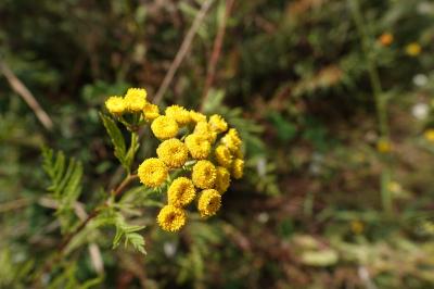 Tanacetum vulgare
