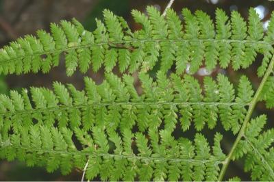 Dryopteris dilatata