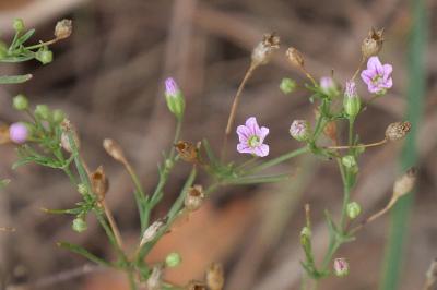Psammophiliella muralis