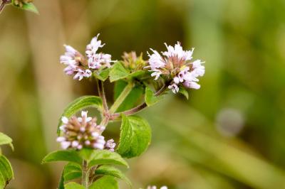 Mentha aquatica