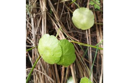 Hydrocotyle vulgaris