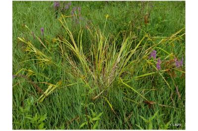 Carex pseudocyperus
