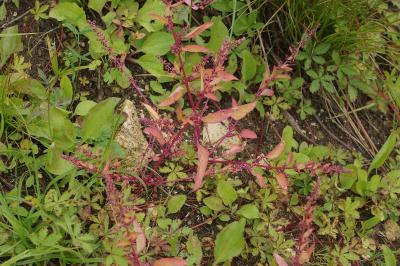 Lipandra polysperma