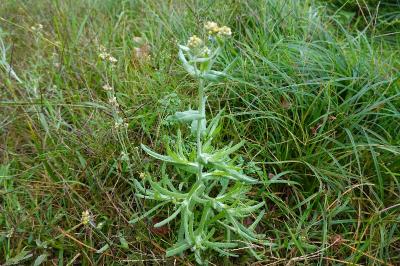 Laphangium luteoalbum