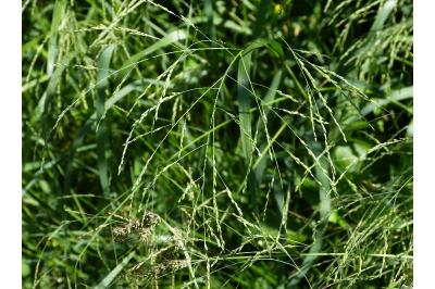 Panicum dichotomiflorum