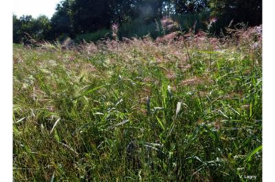 Echinochloa crus-galli