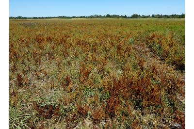 Rumex maritimus