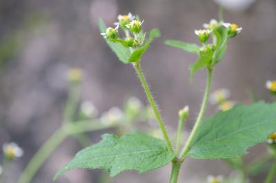 Galinsoga quadriradiata