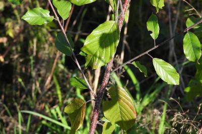 Frangula alnus