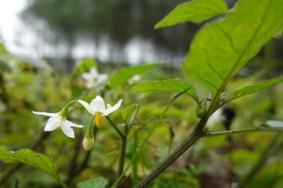 Solanum nigrum