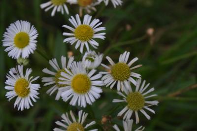 Erigeron annuus