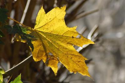 Acer platanoides