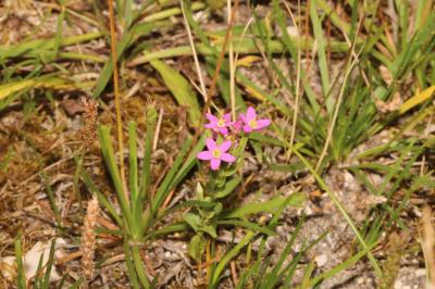 Centaurium pulchellum