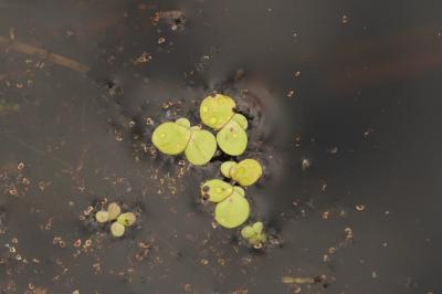 Spirodela polyrhiza