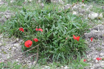 Papaver rhoeas