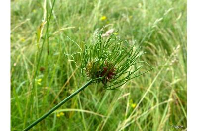 Allium vineale