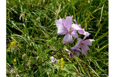 Malva moschata