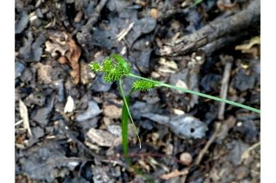 Carex demissa