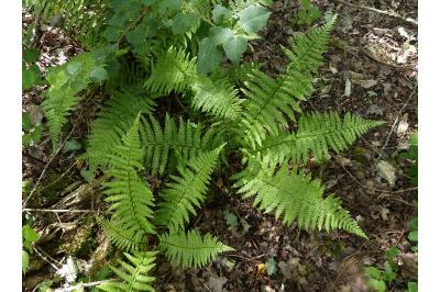 Dryopteris filix-mas