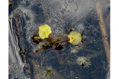 Utricularia bremii
