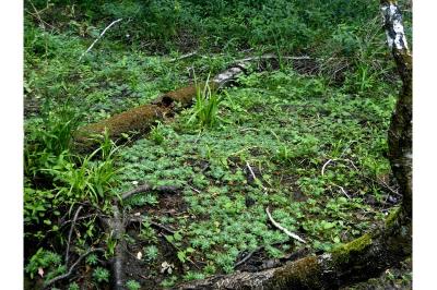 Hottonia palustris