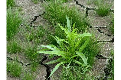 Eleocharis ovata