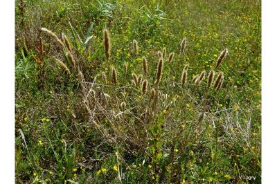 Polypogon monspeliensis