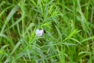 Linum usitatissimum subsp. angustifolium