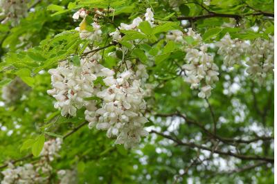Robinia pseudoacacia
