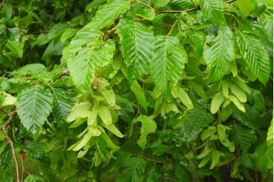 Carpinus betulus