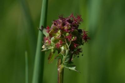 Poterium sanguisorba