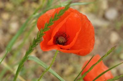 Papaver rhoeas