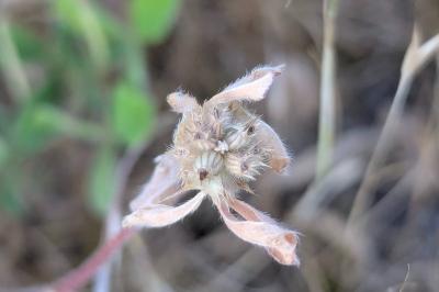 Trifolium striatum