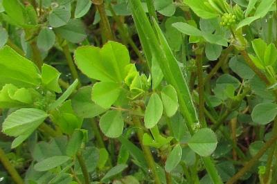 Trifolium dubium