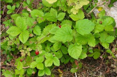 Fragaria vesca