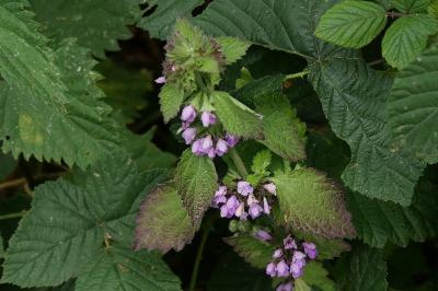 Ballota nigra subsp. foetida