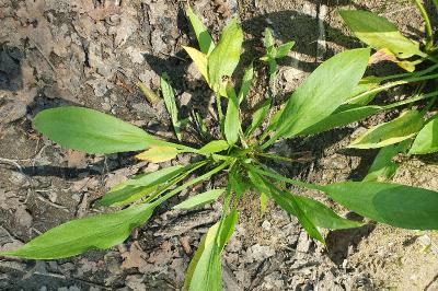 Alisma lanceolatum