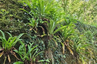 Asplenium scolopendrium