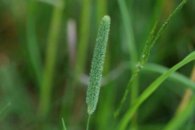 Phleum nodosum