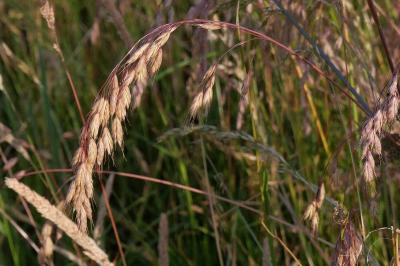 Bromus hordeaceus