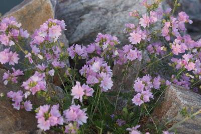 Malva moschata