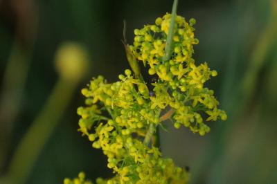 Galium verum