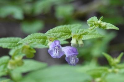 Scutellaria galericulata