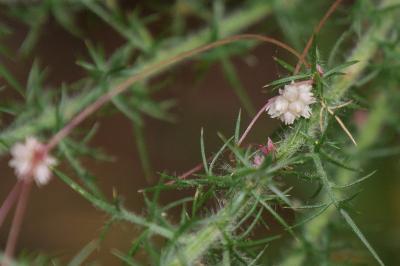 Cuscuta epithymum