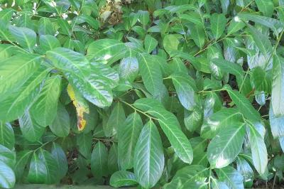 Prunus laurocerasus
