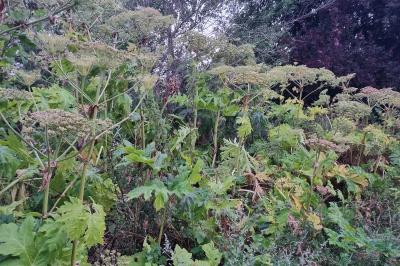 Heracleum mantegazzianum