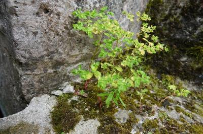 Euphorbia peplus