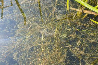 Potamogeton trichoides
