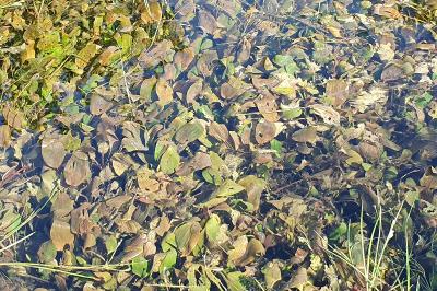 Potamogeton coloratus