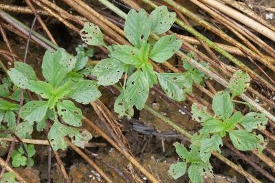 Amaranthus blitum